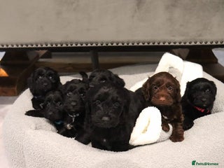 Cockapoo dogs Beautiful Cockapoos looking for their forever home - Advert 5