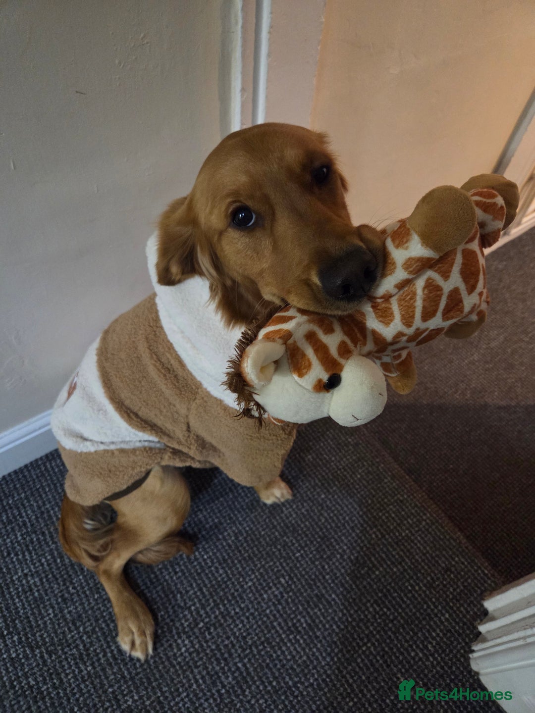 Golden Retriever dogs for sale: Golden retriver  - Advert 2