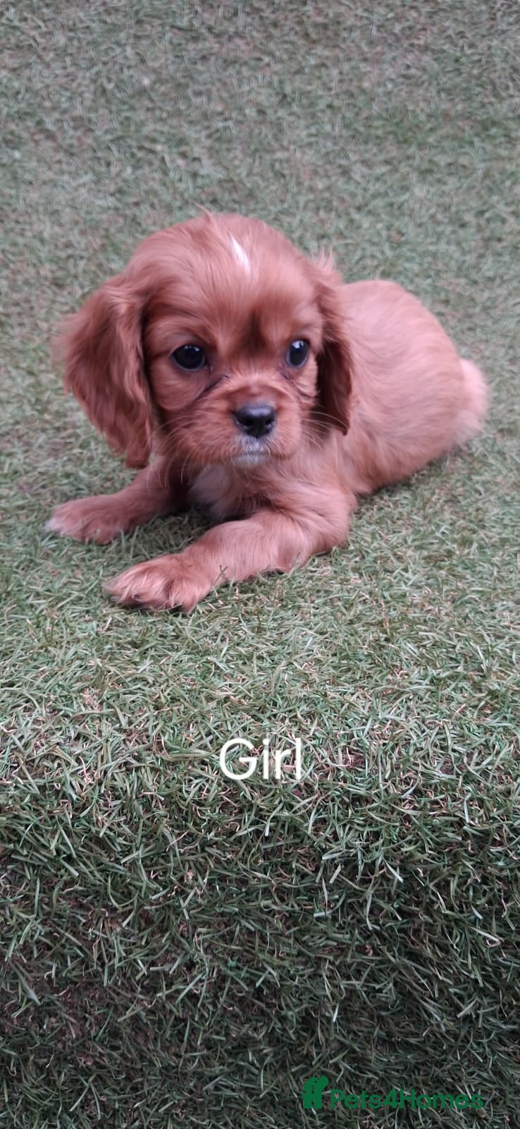 Cavalier King Charles Spaniel dogs for sale: Beautiful King Charles Cavalier  in Greenhithe - Advert 7