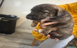 Mixed Breed dogs for sale: Husky x Staffy puppy’s ready now!  - Image 4