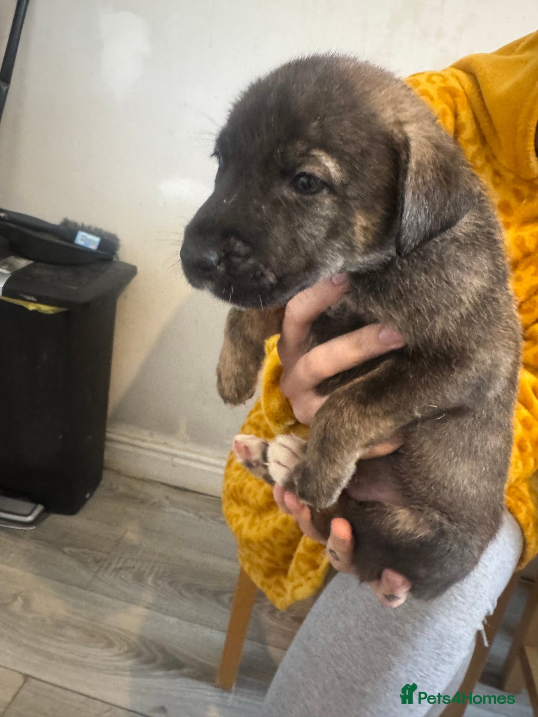 Mixed Breed dogs for sale: Husky x Staffy puppy’s ready now!  - Image 4