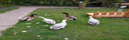 Ducks poultry for sale: Pure Silver Indian Runner Ducks available for Sale - Advert 4