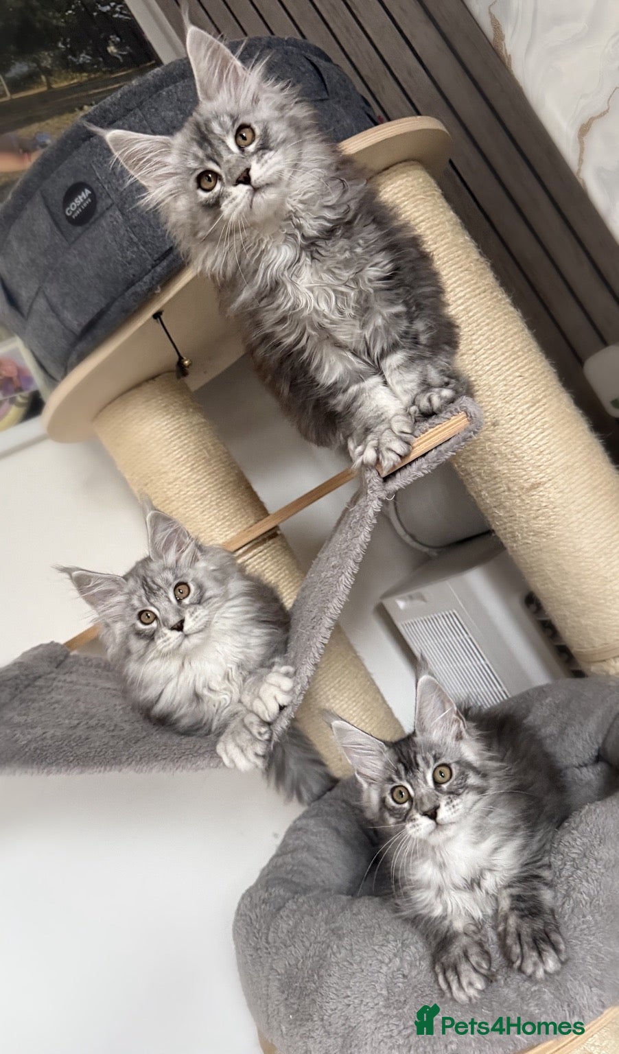 Maine Coon cats 🐾Three Beautiful Pedigree Maine Coon Boys🐾 - Advert 1