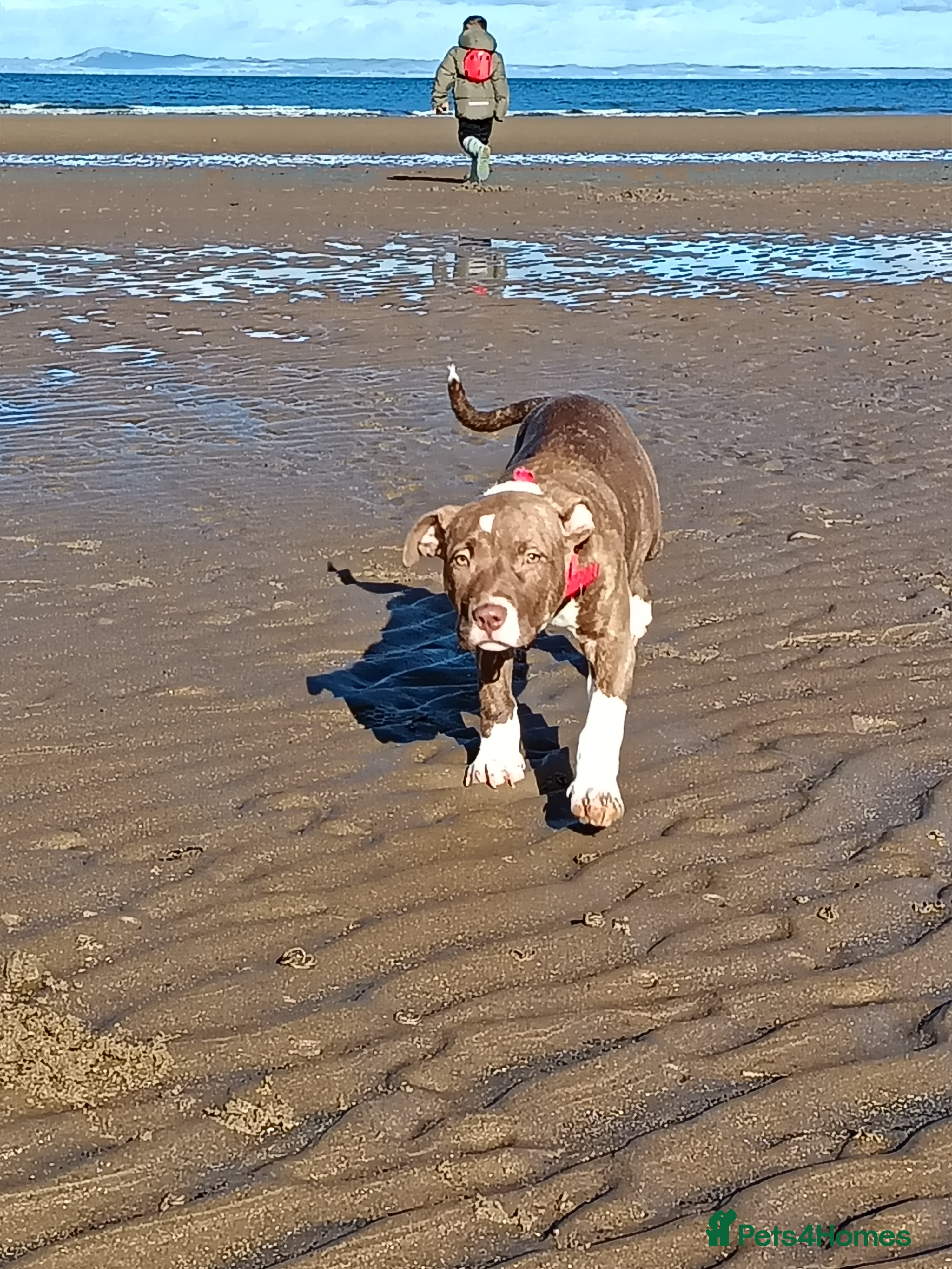 American Bulldog dogs American bulldog female  in Wishaw - Advert 2