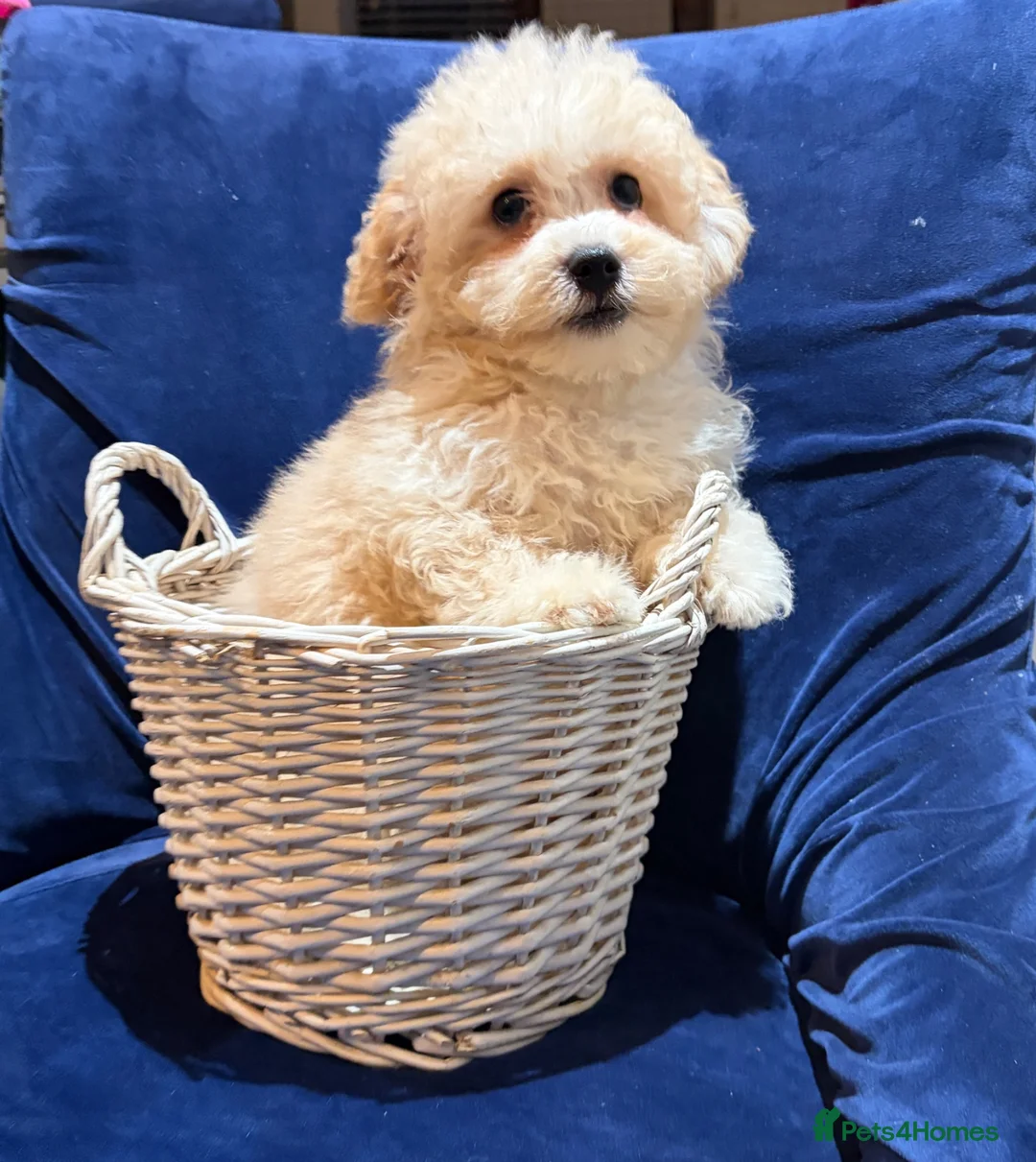 Poochon dogs for sale: READY TO NOW ♥️♥️ - Advert 1