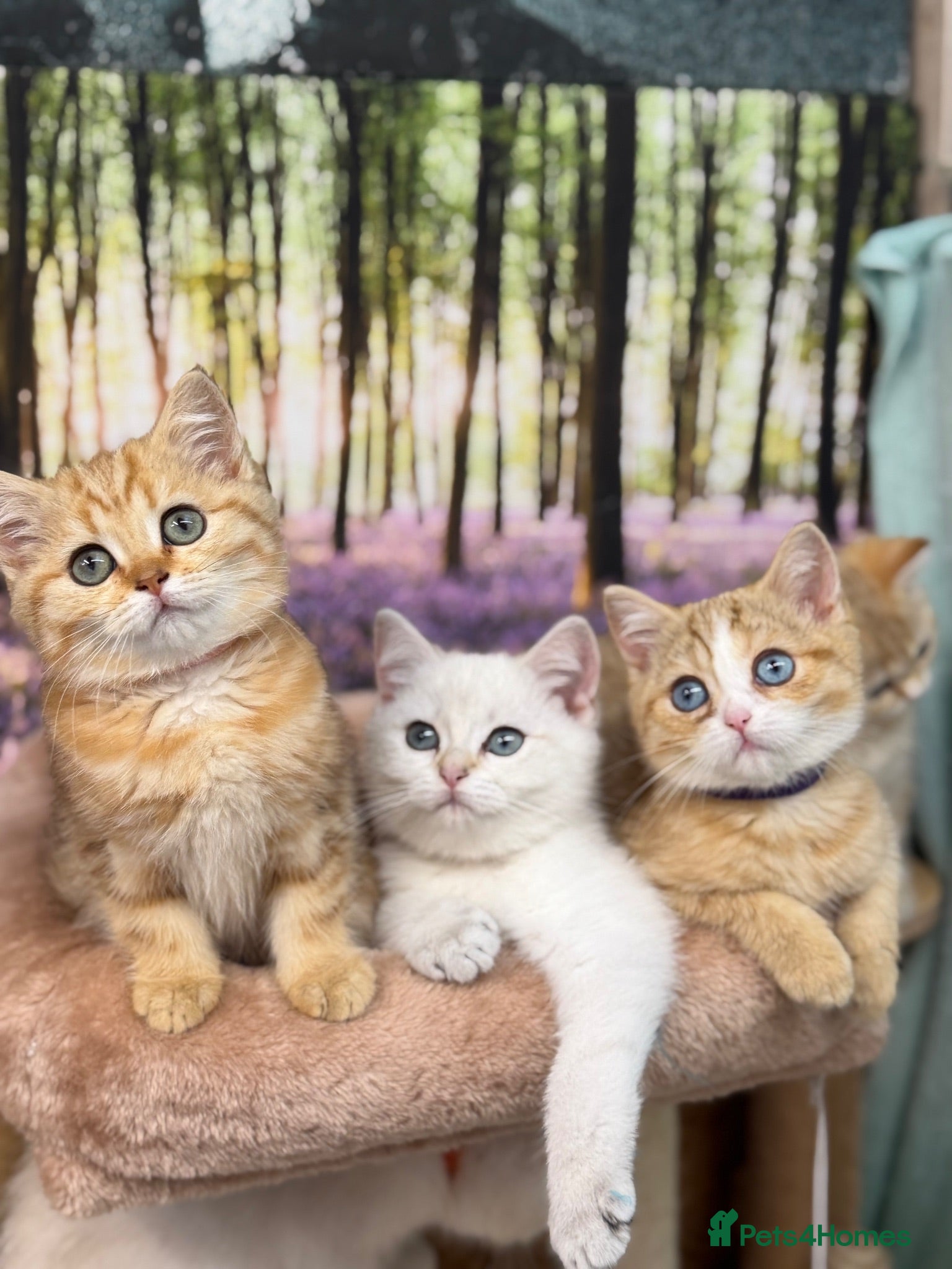 British Shorthair cats British Shorthair golden odd/blue eyed kittensGCCF - Advert 10