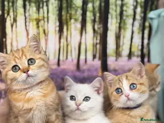 British Shorthair cats British Shorthair golden odd/blue eyed kittensGCCF - Advert 10