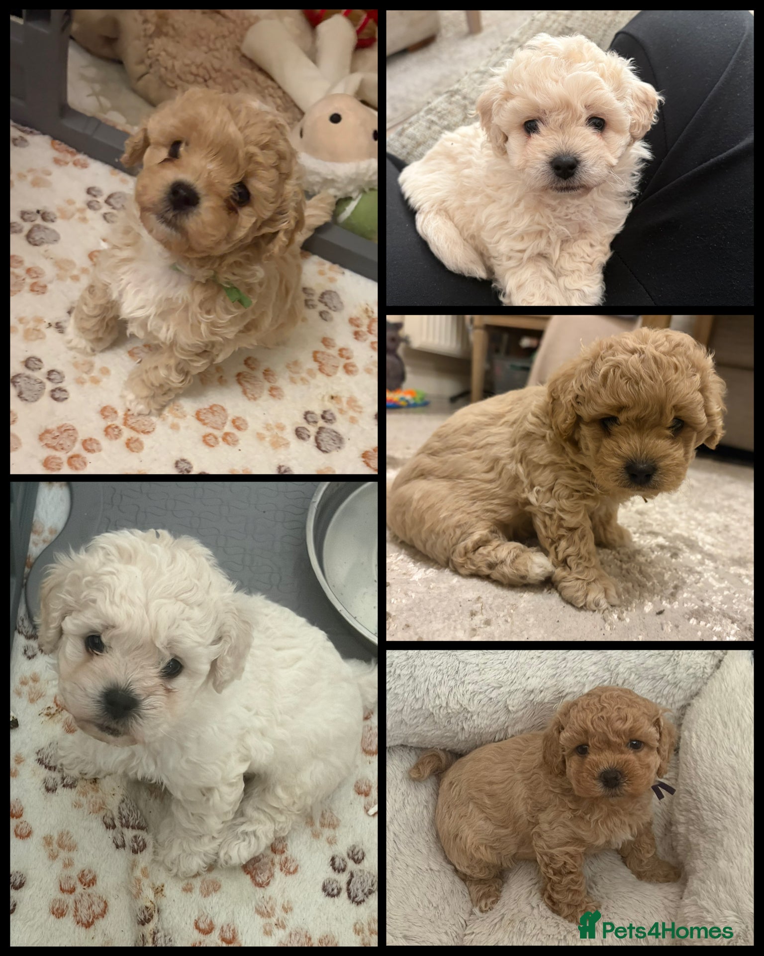 Mixed Breed dogs Beautiful Toy Poochon Puppies - Advert 14