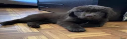 Newfoundland dogs for sale: Beautiful Newfoundland Puppies in Kingston upon Thames - Advert 4