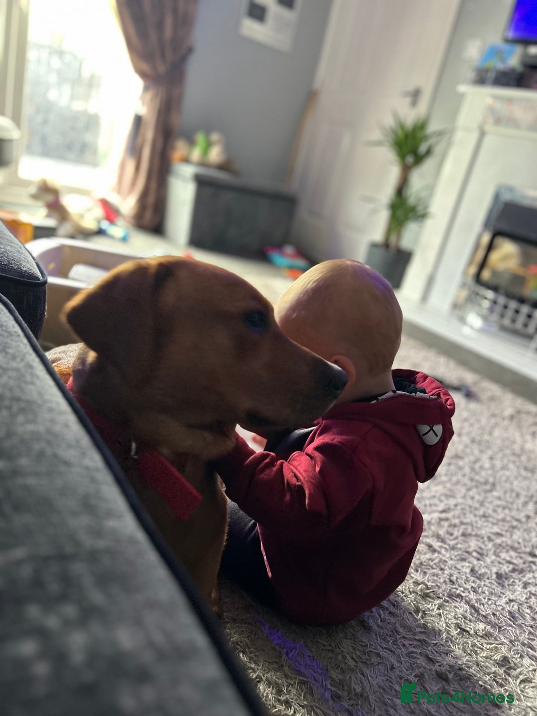 Labrador Retriever dogs for sale: fox red labrador retriever Male - Image 1