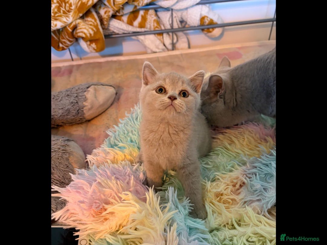 British Shorthair cats for sale: British Shorthair kittens - Image 10