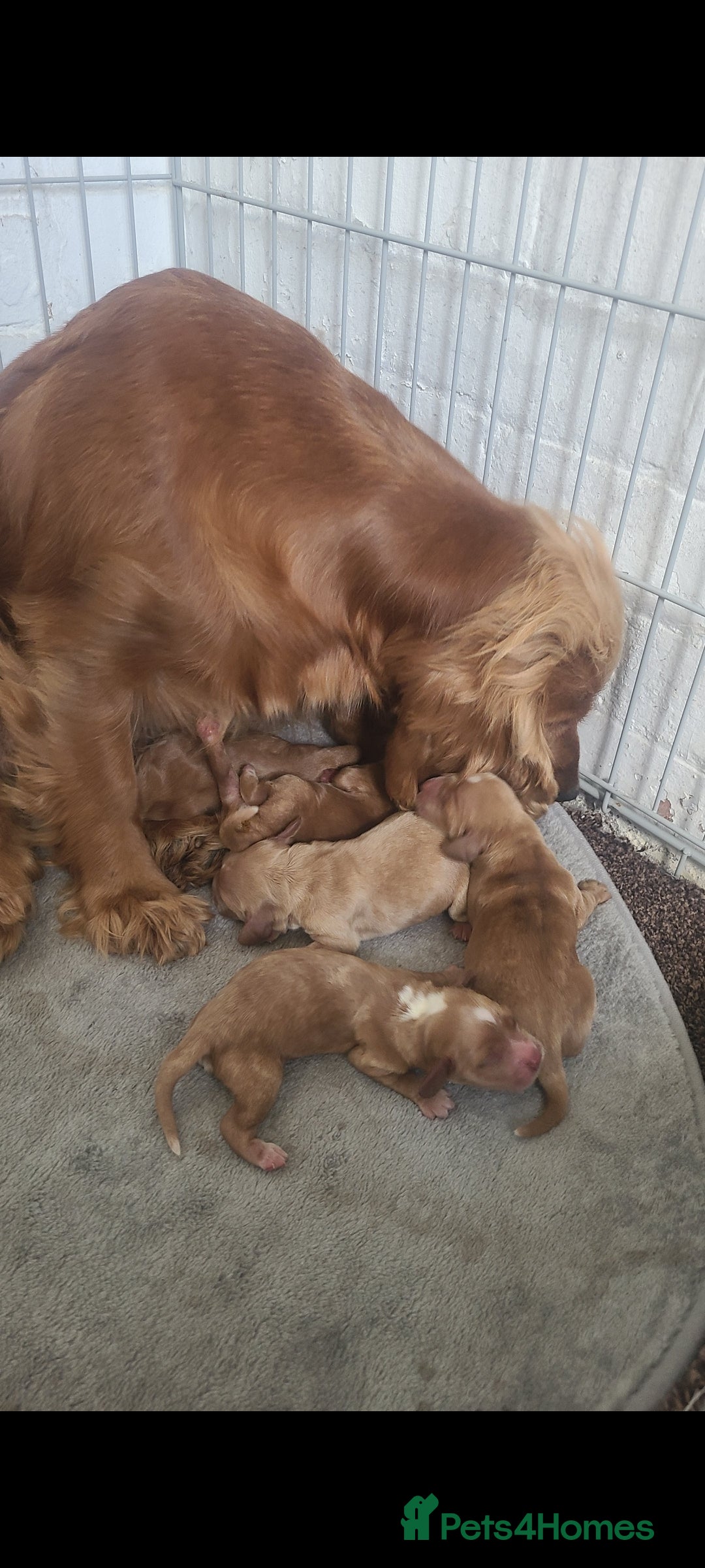 Cocker Spaniel dogs for sale: Showtype cocker spaniels  - Advert 13