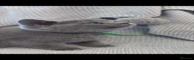  British Shorthair Kitten 4