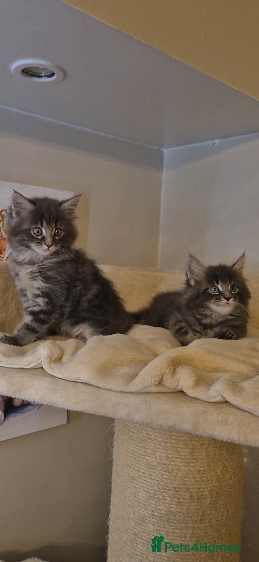 Maine Coon cats for sale: Friendly Maine coone mix baby's ready to go  - Advert 11