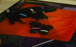 Cockapoo dogs for sale: American Cockapoo Puppies - Image 7