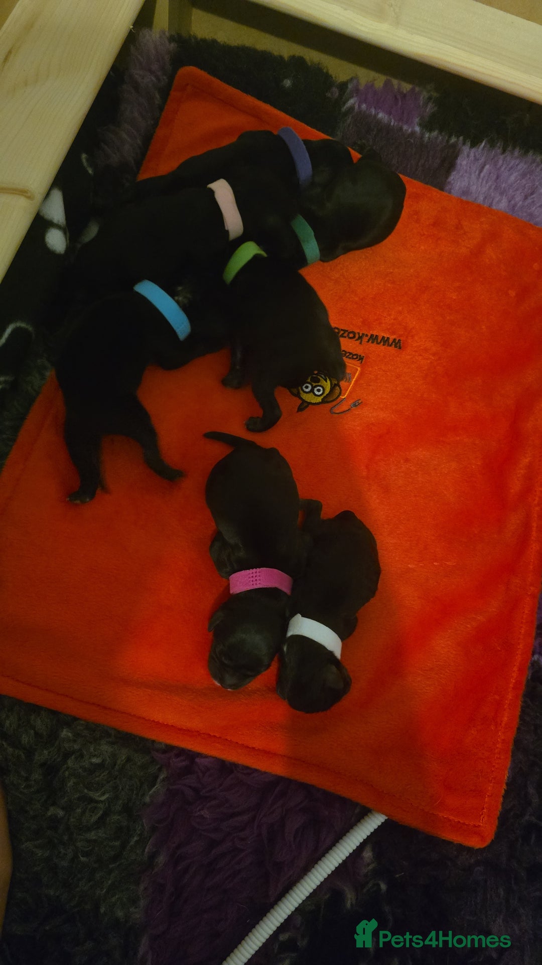 Cockapoo dogs for sale: American Cockapoo Puppies - Image 7