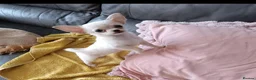 Chihuahua dogs for sale: Puppy chihuahua for sale - Advert 4