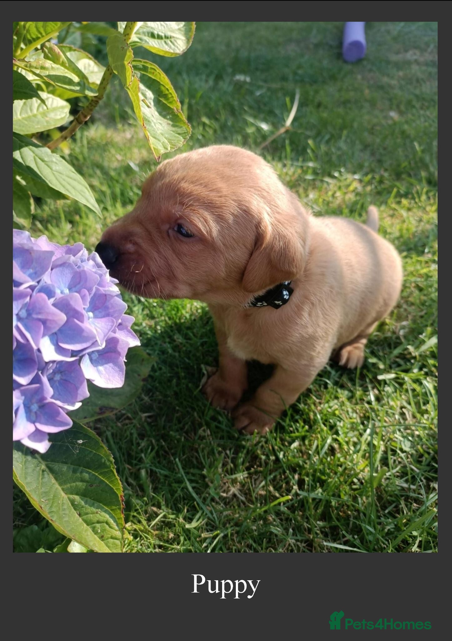 Labrador Retriever dogs Fox Red Labrador Retriever puppies - £1,200. - Advert 15