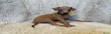 Italian Greyhound Puppy 3