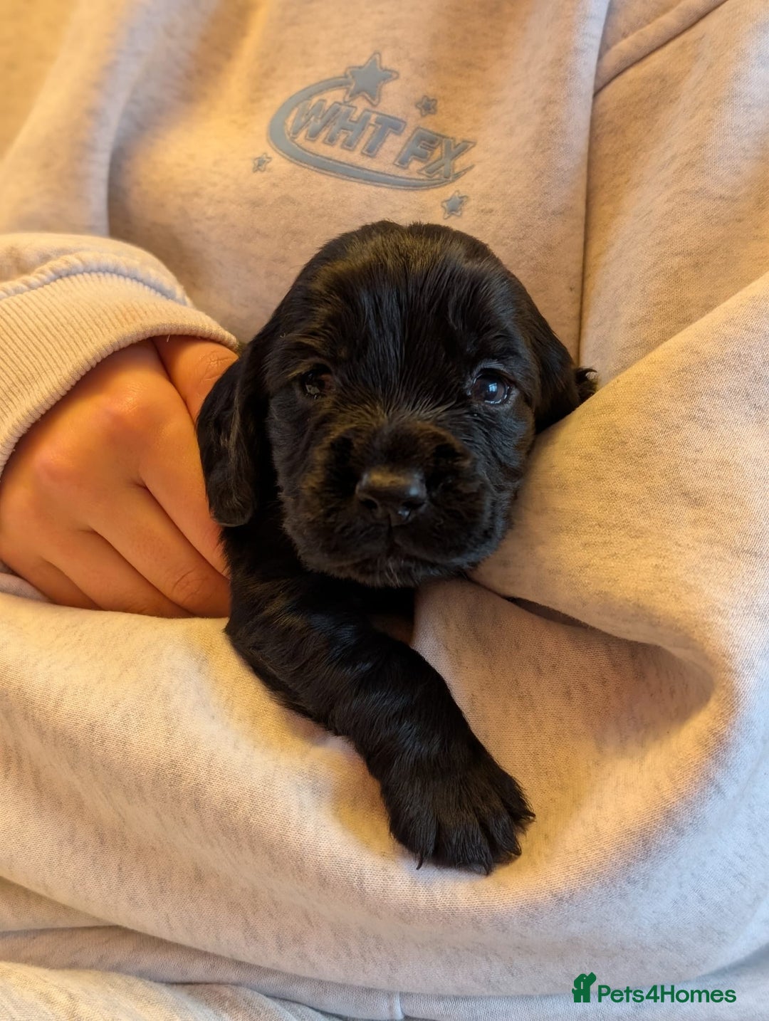 Cocker Spaniel dogs for sale: Working Cocker Spaniel puppies for sale - Advert 7