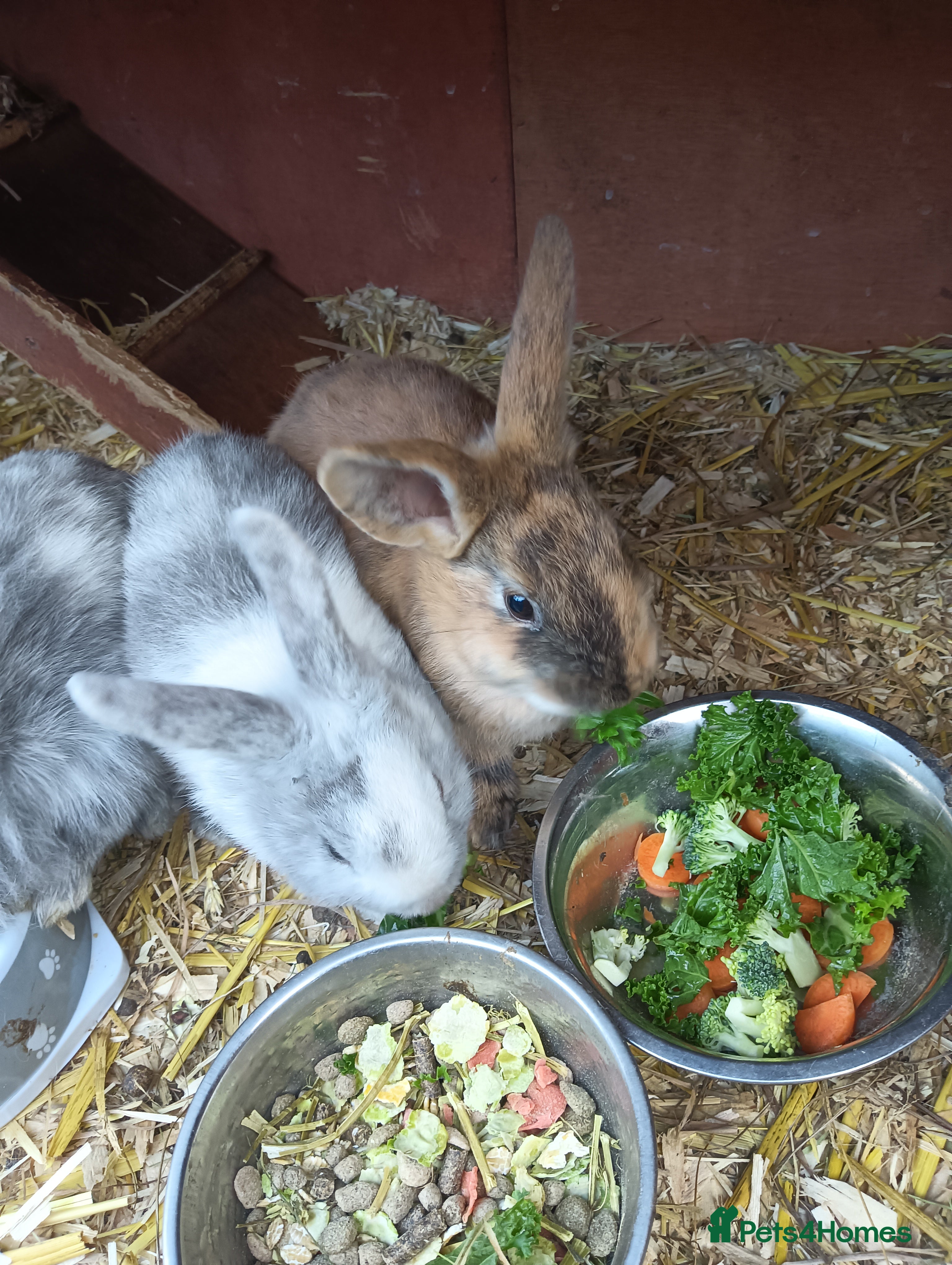 Mixed Breed rabbits Baby rabbits  - Advert 15