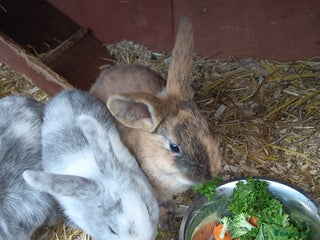 Mixed Breed rabbits Baby rabbits - Advert 2