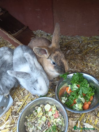 Mixed Breed rabbits Baby rabbits - Advert 1