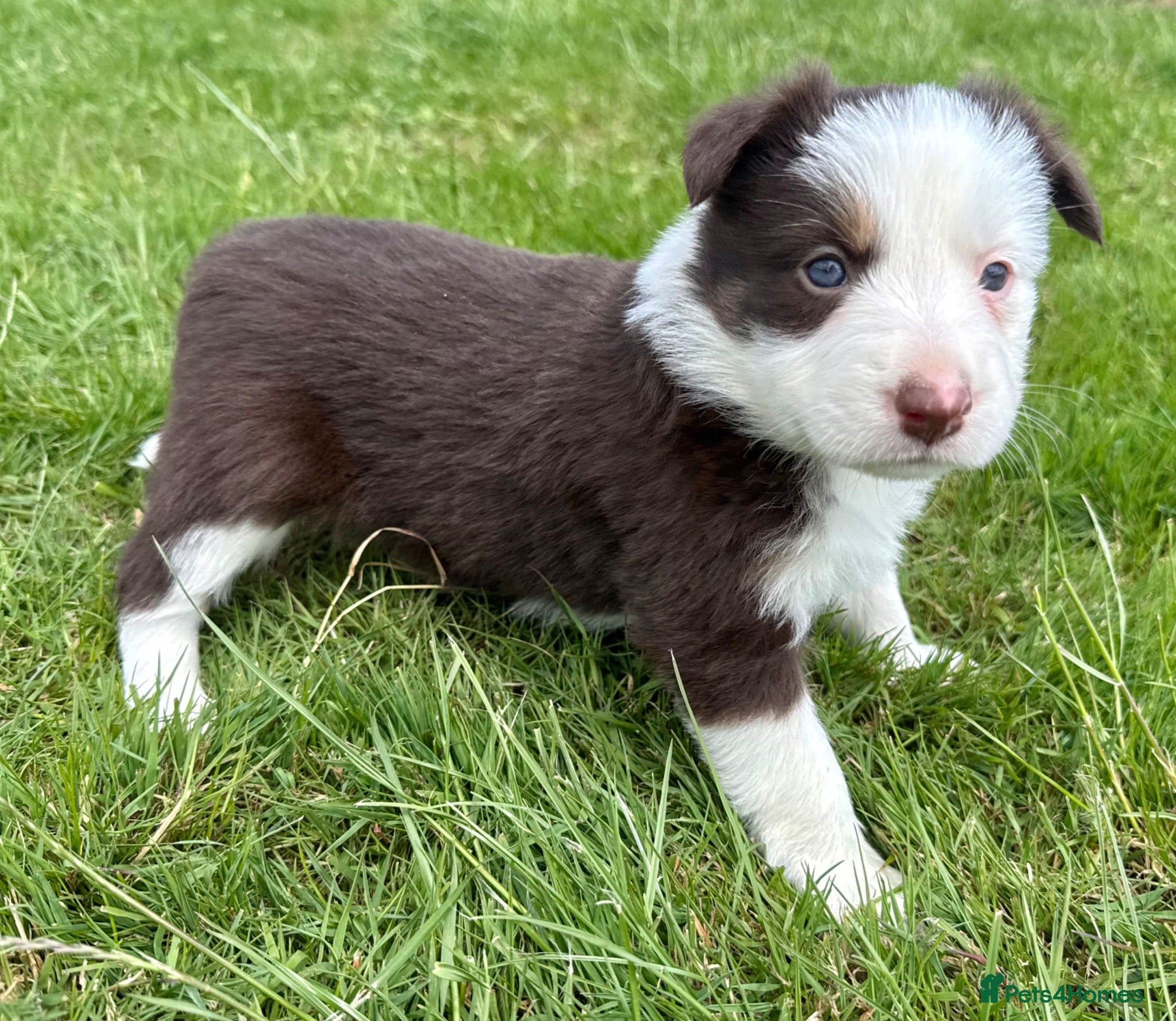 Border Collie dogs Red Tricolour Border Collie - Advert 2