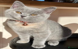British Shorthair cats for sale: Female pure British shorthair kittens - Image 19