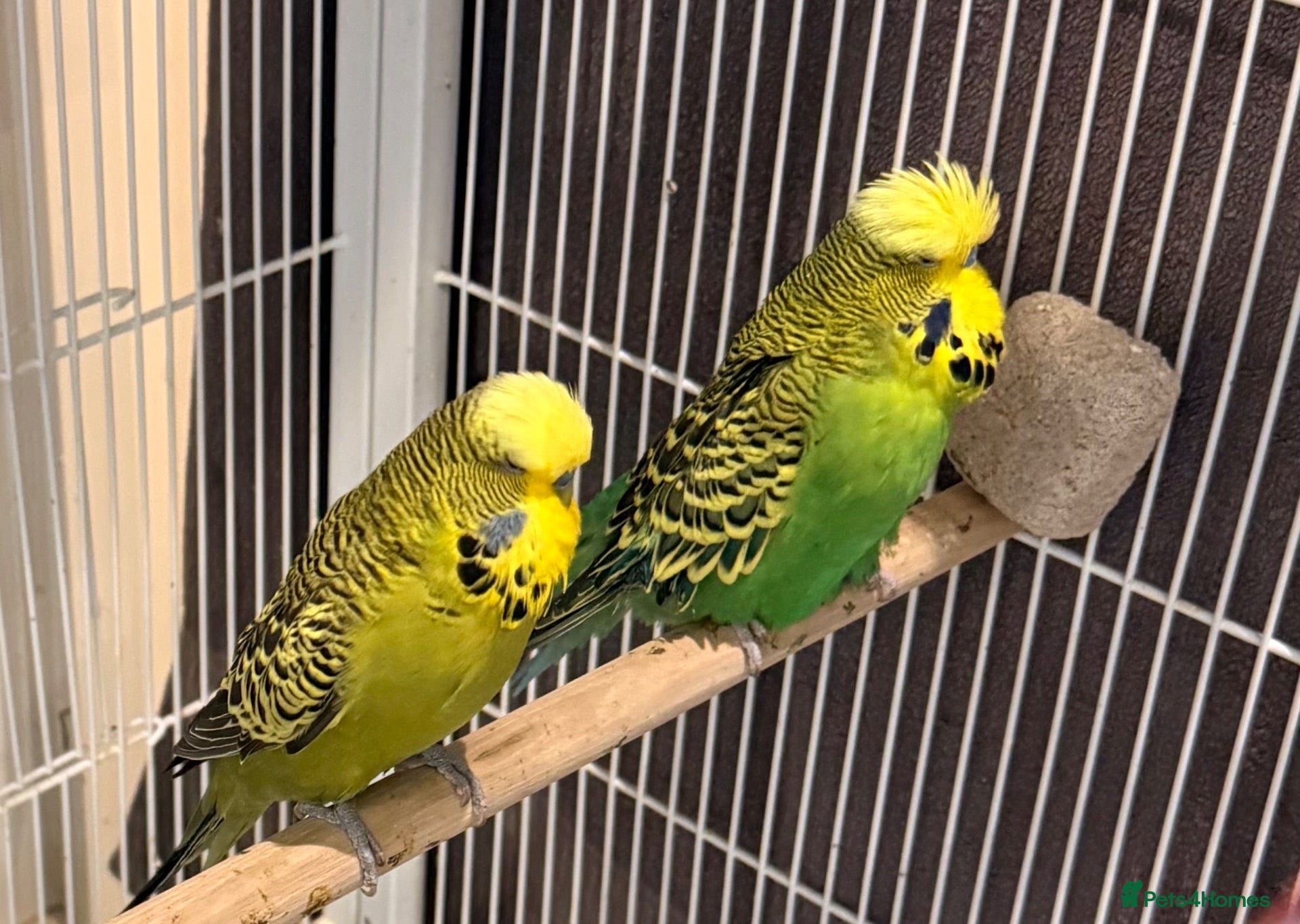 Budgerigars birds Pair of male  English budgies  Runcorn wa7  - Advert 1
