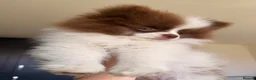 Pomeranian dogs for sale: Chocolate and white chi pom - Advert 2