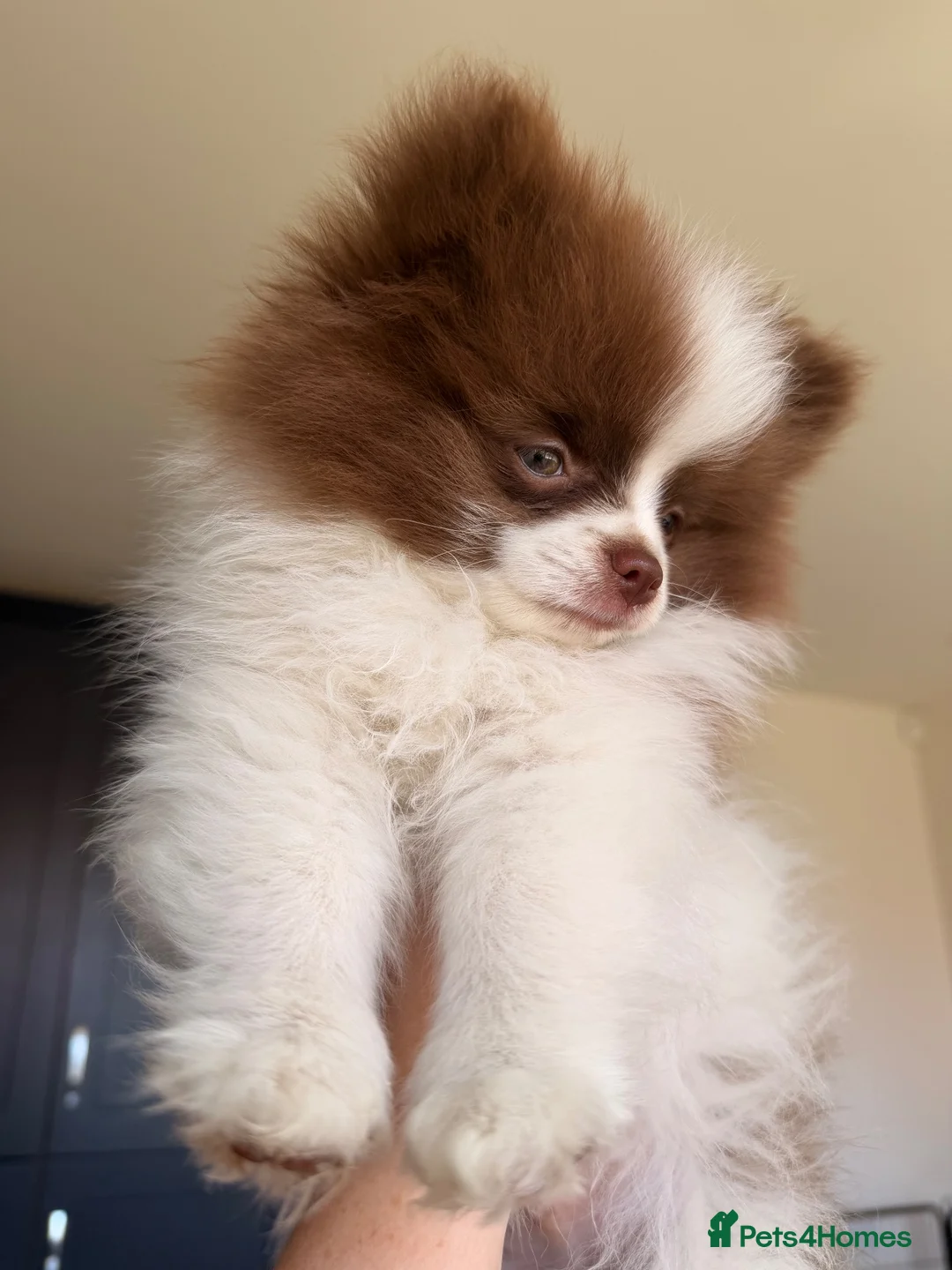 Pomeranian dogs for sale: Chocolate and white chi pom - Advert 2