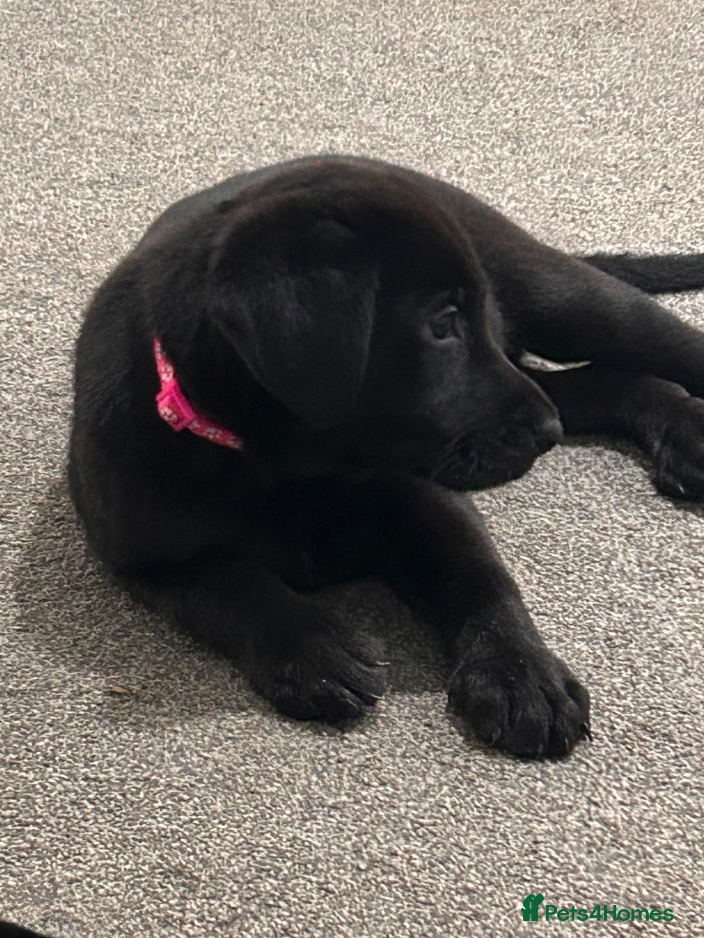 Sheprador dogs Ready now lab x German shepherd pups - Advert 1