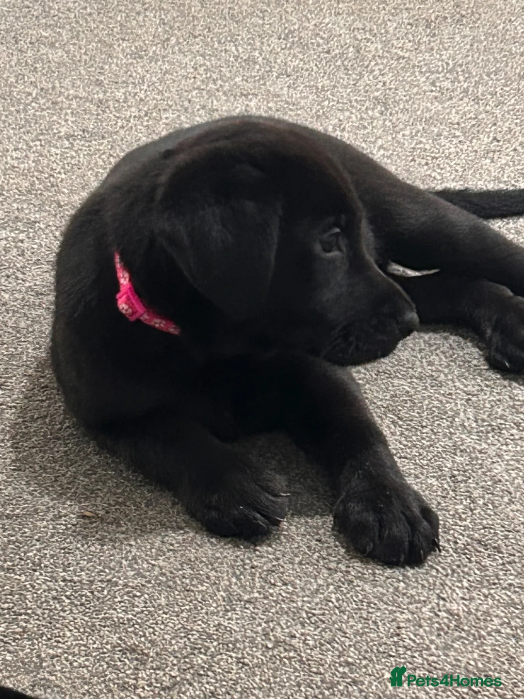 Sheprador dogs for sale: Ready now lab x German shepherd pups in West Drayton - Advert 1