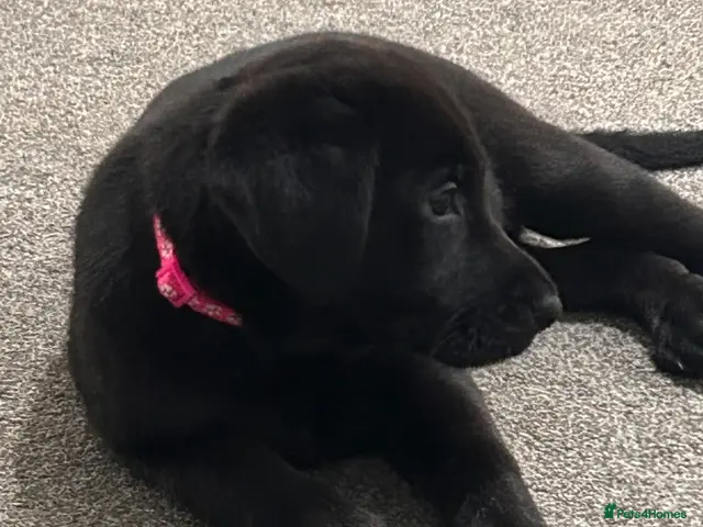 Sheprador dogs for sale: Ready now lab x German shepherd pups - Advert 1