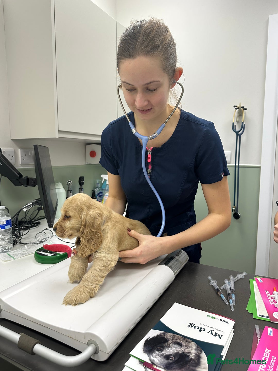 Cocker Spaniel dogs for sale: KC Golden Show Cocker Spaniel  READY TO GO! - Advert 17