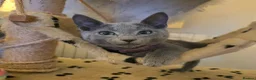 Russian Blue cats for sale: Russian Blue boy , N.London - Advert 8
