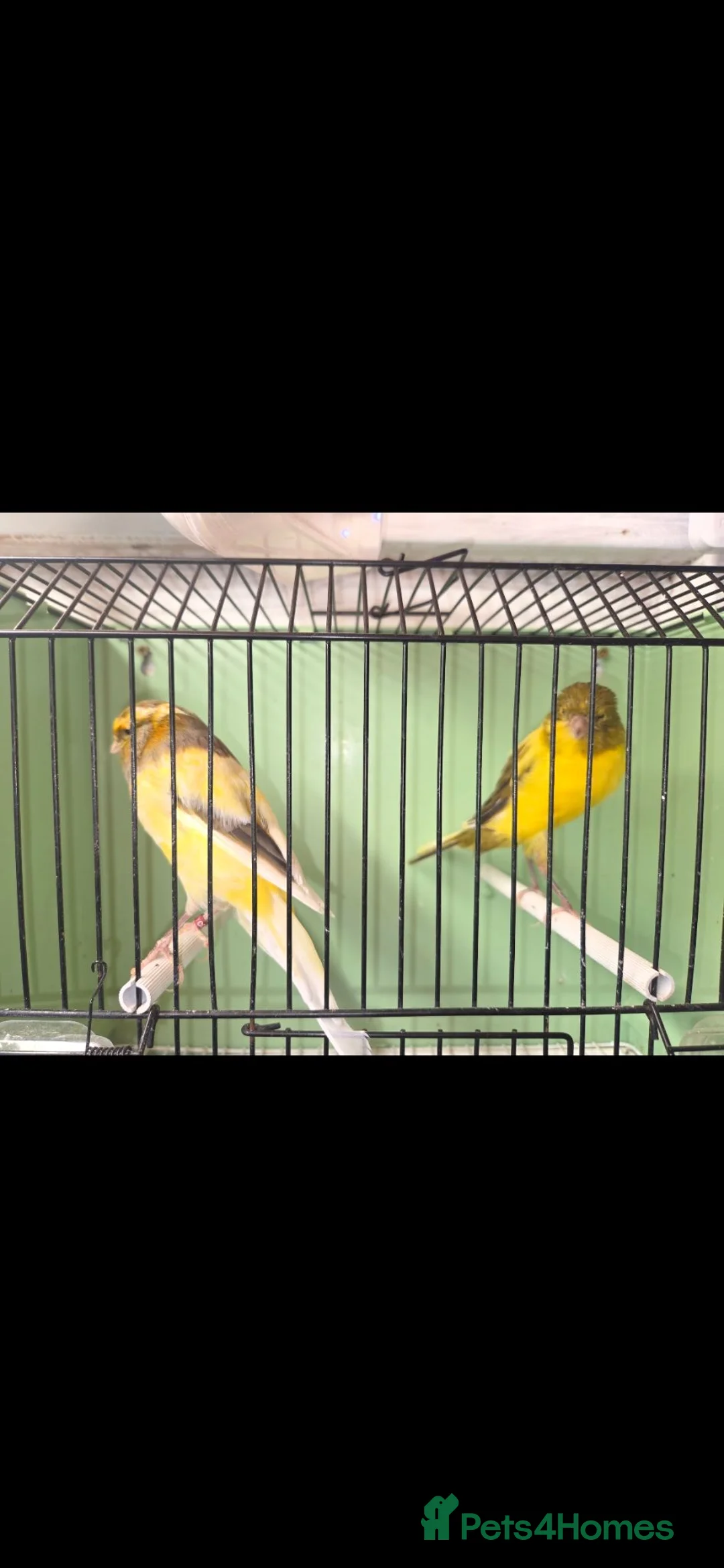 Canaries birds for sale: Yorkshire canaries  in Doncaster - Advert 2