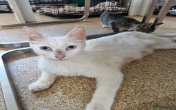Siamese cats for sale: Siamese /balinese cross kittens - Image 27