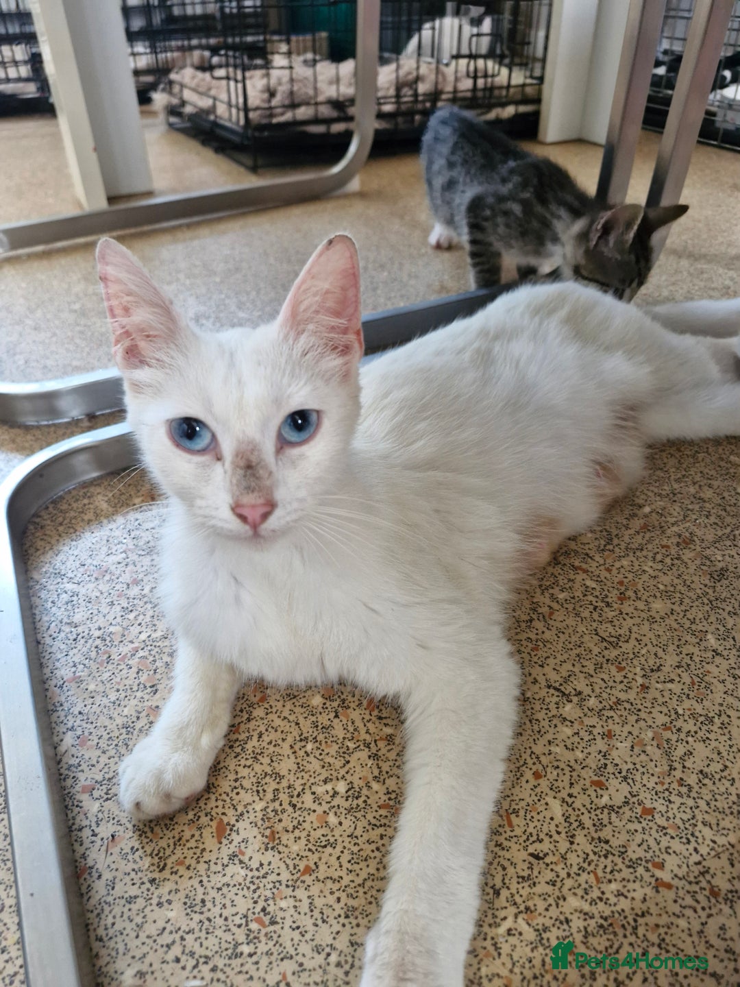 Siamese cats for sale: Siamese /balinese cross kittens - Image 27