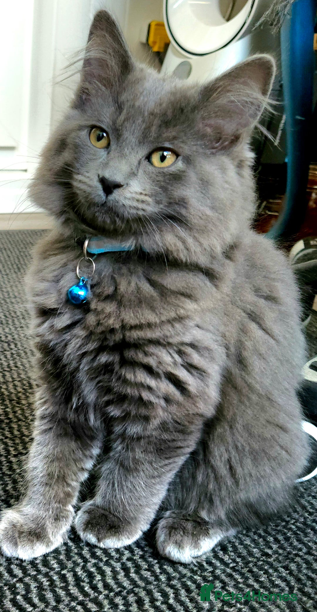 Mixed Breed cats for sale: Ragdoll/Russian Blue male kittens  - Image 5