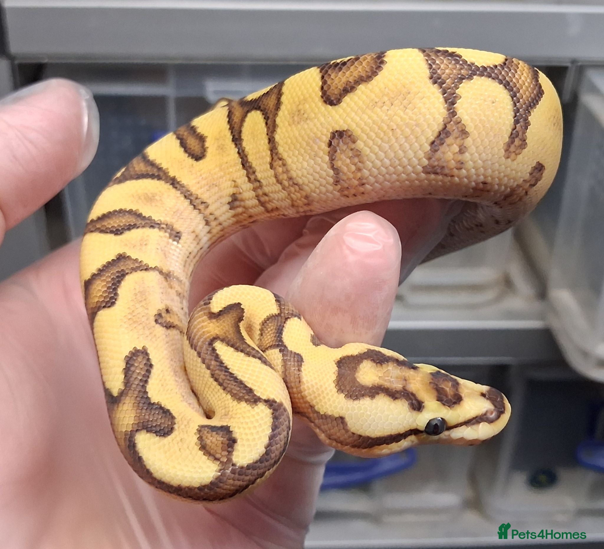 Python Snake reptiles Royal Python Morphs Males - Advert 1