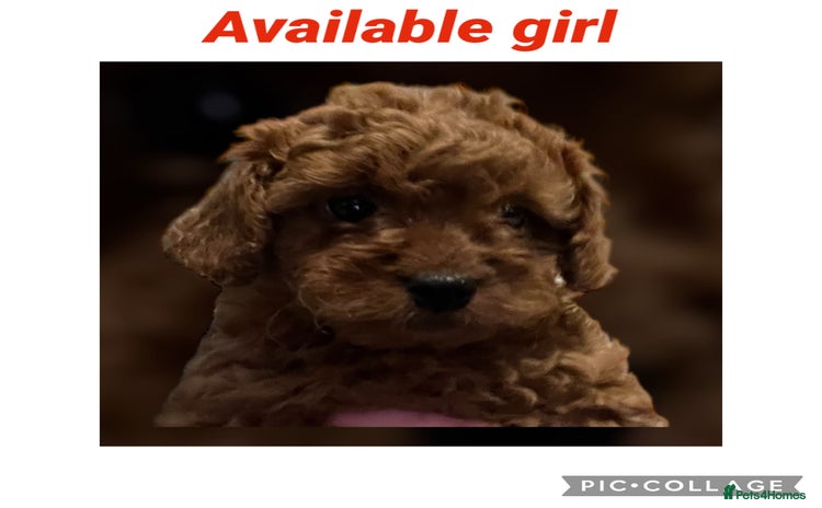 Cavapoo dogs - Advert 1