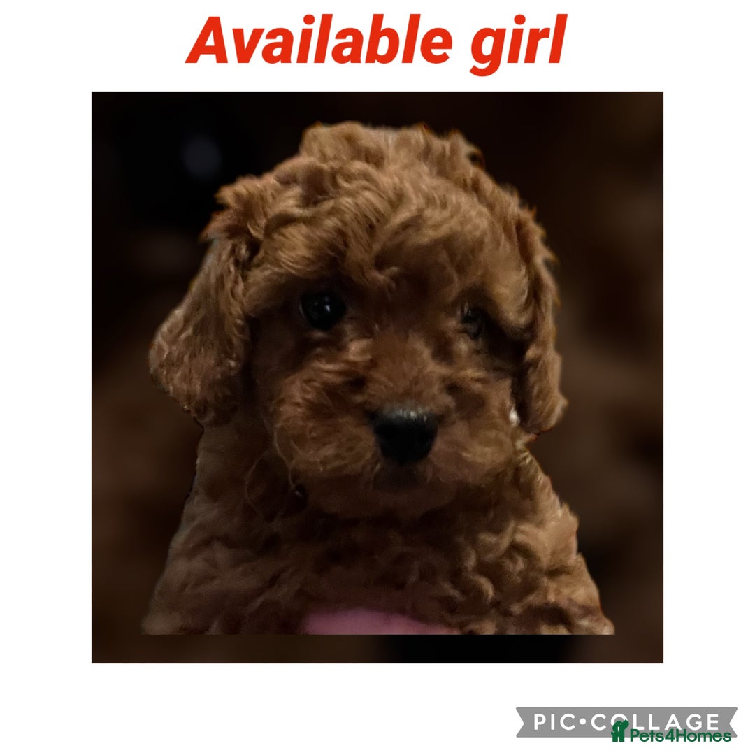 Cavapoo dogs for sale: Merlesque 5⭐️⭐️⭐️⭐️⭐️F1b Cavapoo’s  - Image 1