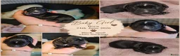 Cocker Spaniel dogs for sale: Cocker spaniel puppies due  - Advert 37