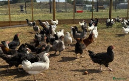 Chickens poultry for sale: Hybrid Pullets - POL - Image 4