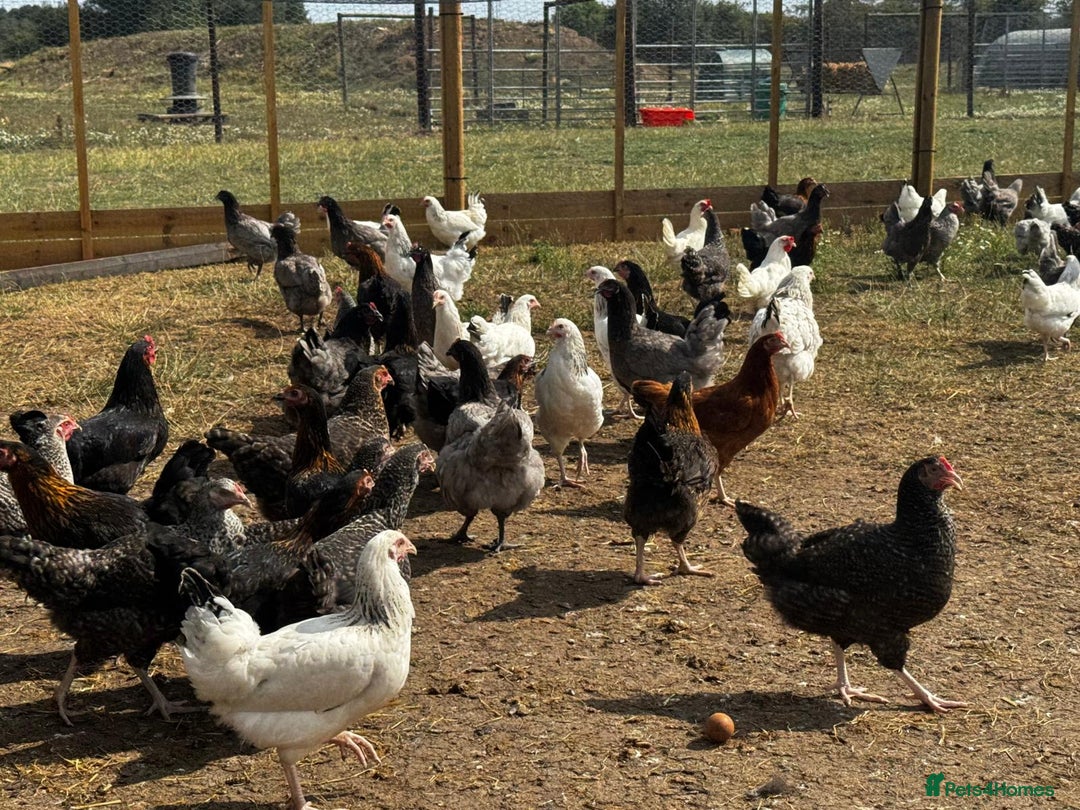 Chickens poultry for sale: Hybrid Pullets - POL - Image 4