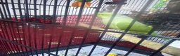 Ringnecks birds for sale: Parrots  in Birmingham - Advert 2