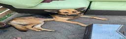 German Shepherd dogs for sale: Bailey - Advert 10