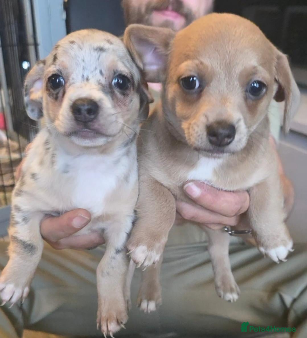 Chiweenie dogs Chiweenie boys - Advert 5